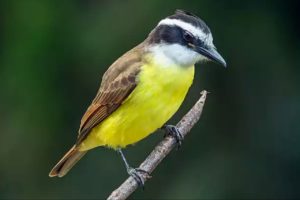 Bem-te-vi - pitangus sulphuratus, pelas lentes do meu Tio-fotógrafo-passarinheiro Marco Guedes.